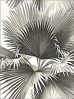 Endless Summer Black Palm Wallpaper PS40100 by Kenneth James Wallpaper for sale at Wallpapers To Go
